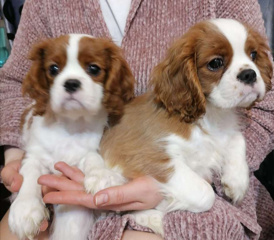 Собаки в Москве: Кавалер Кинг Чарльз щенки. Мальчик, 85 000 руб. - фото 3
