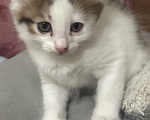 Кошки в Воронеже: Котенок Девочка, 500 руб. - фото 6