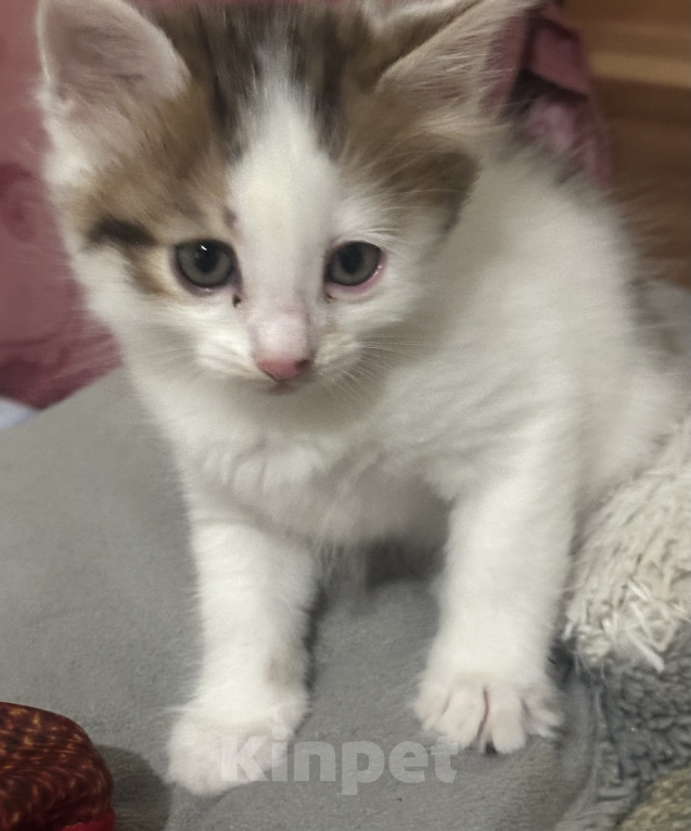 Кошки в Воронеже: Котенок Девочка, 500 руб. - фото 6