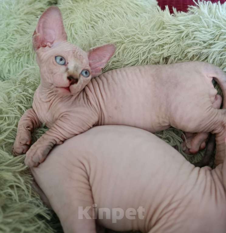 Кошки в других городах Краснодарского края: Двельф Мальчик, Бесплатно - фото 1