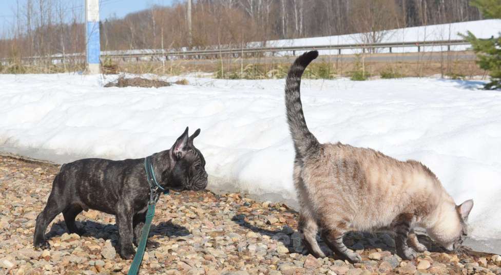 Собаки в Москве: Тигровый мальчик Мальчик, 45 000 руб. - фото 6
