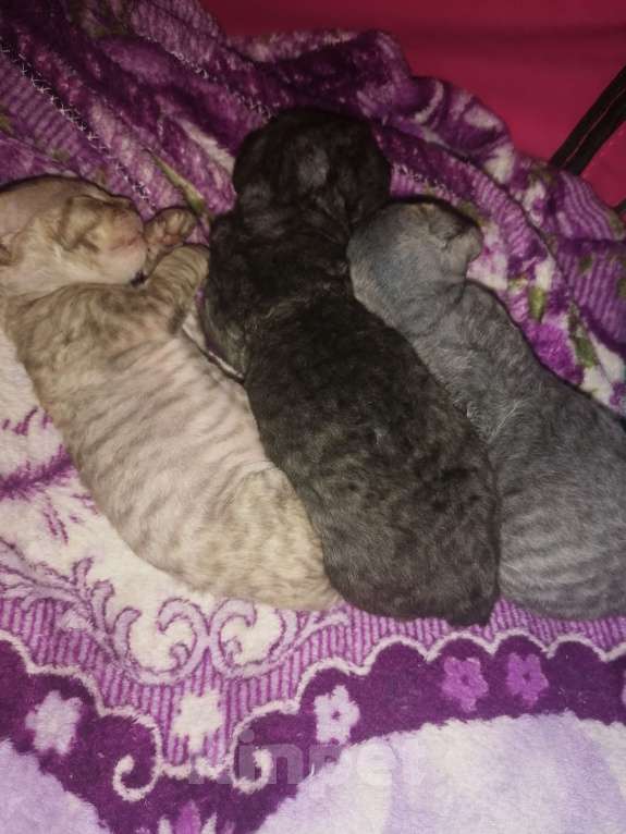 Кошки в Новосибирске: Девон-Рекс Мальчик, Бесплатно - фото 2