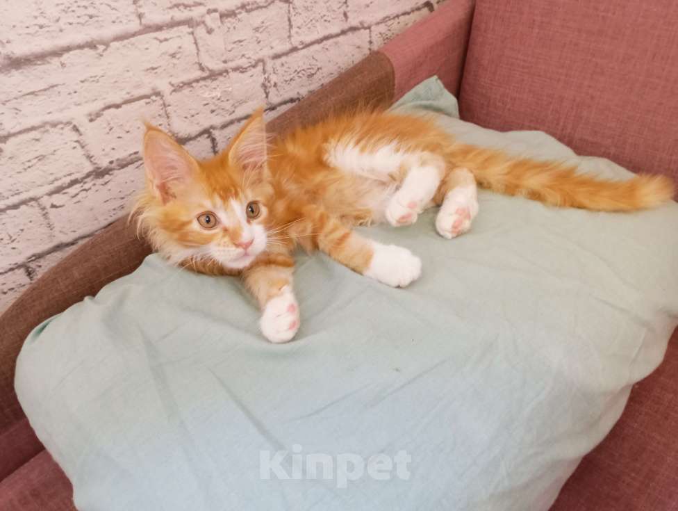 Кошки в Ижевске: Продажа Мейн кун Мальчик, 10 000 руб. - фото 2
