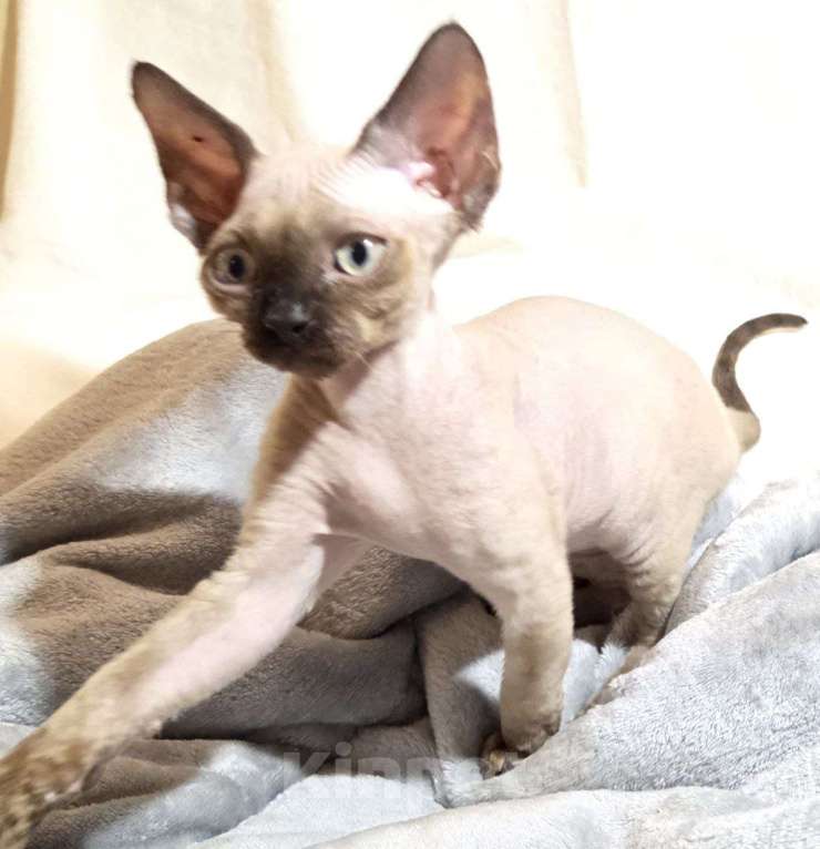 Кошки в Москве: Котята девон рекс Мальчик, 85 000 руб. - фото 2