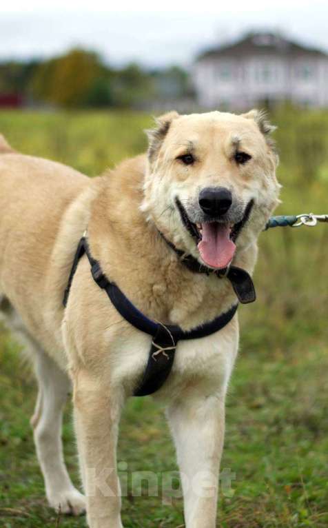 Собаки в Наро-Фоминске: Умка – наиумнейший  Мальчик, Бесплатно - фото 1