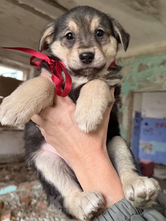 Собаки в Москве: Красивые щенки девочки в дар! Дайте шанс  малышам не замерзнуть! Девочка, Бесплатно - фото 1