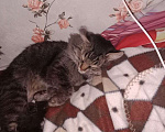 Кошки в Новочебоксарске: Домашний кот Мальчик, Бесплатно - фото 2