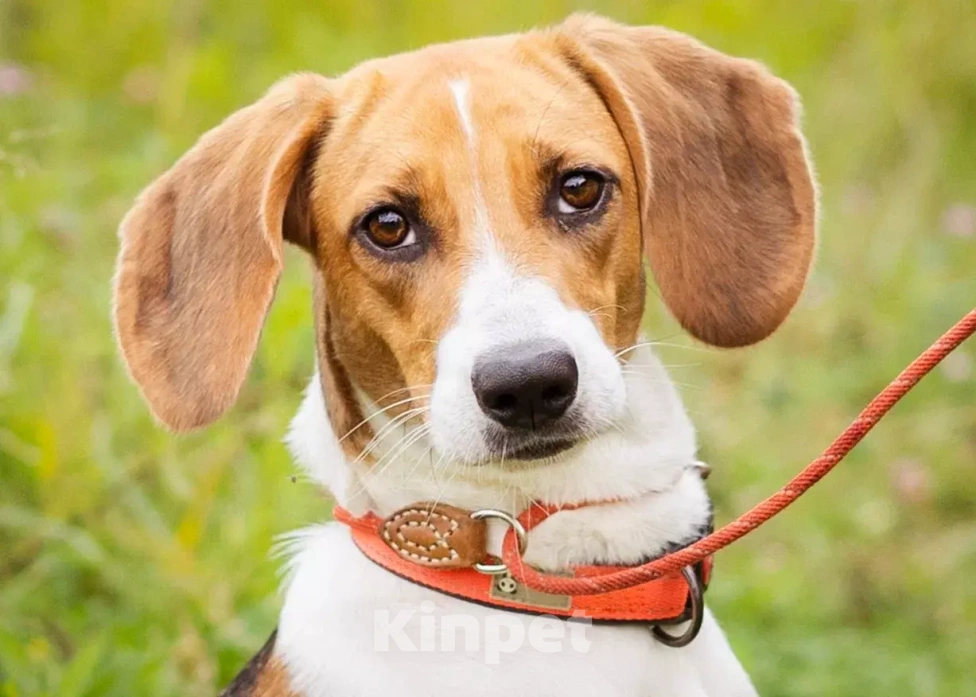 Собаки в Москве: Айя хочет домой Девочка, Бесплатно - фото 1