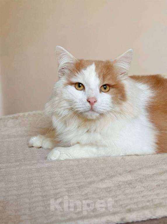 Кошки в Балашихе: Пафнутий в добрые руки Мальчик, Бесплатно - фото 4