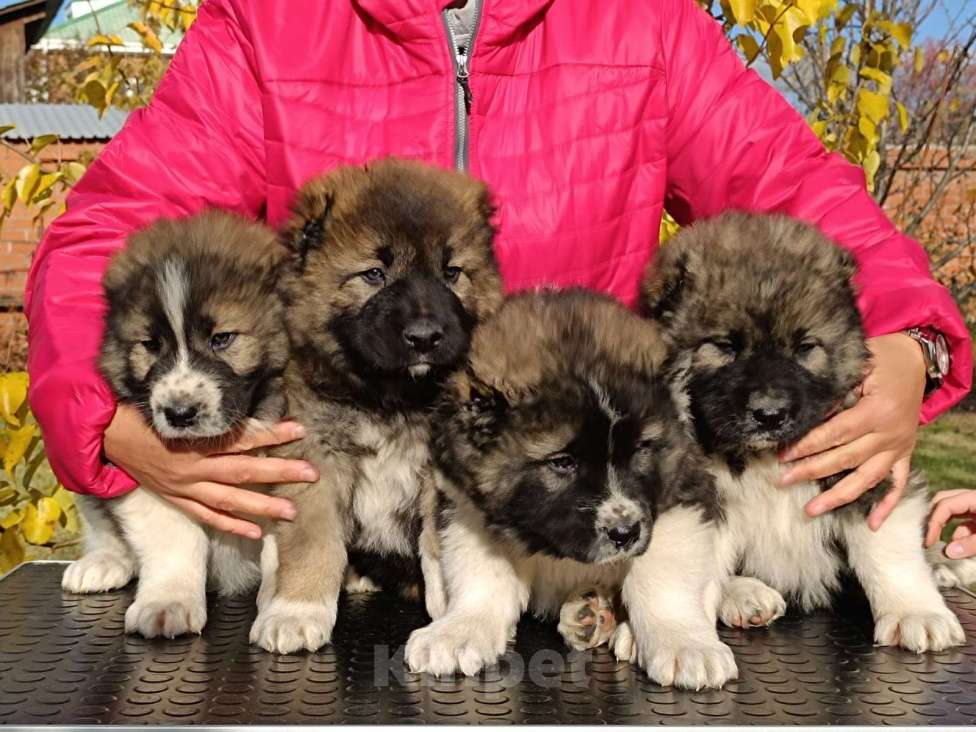 Собаки в Екатеринбурге: Классные, яркие , нарядные малыши от рабочих родителей, несколько поколений можно на Мальчик, 50 000 руб. - фото 3