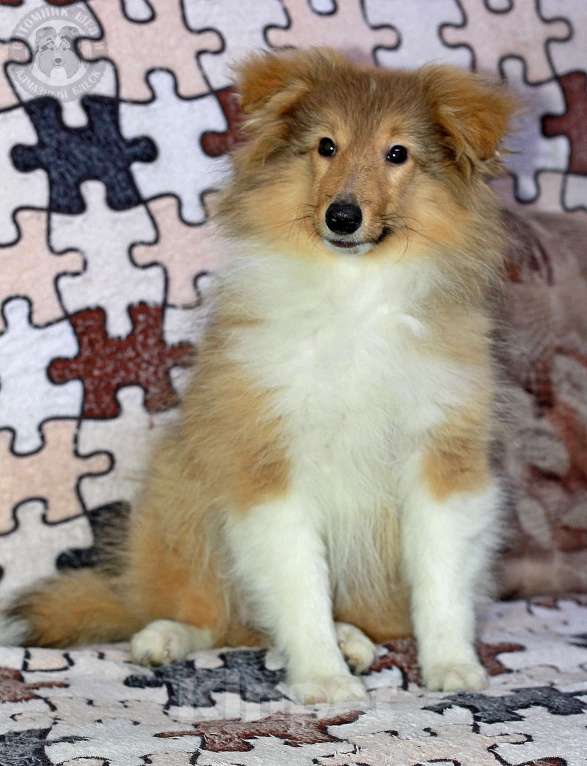 Собаки в Москве: Весёлая шелти  Девочка, Бесплатно - фото 4