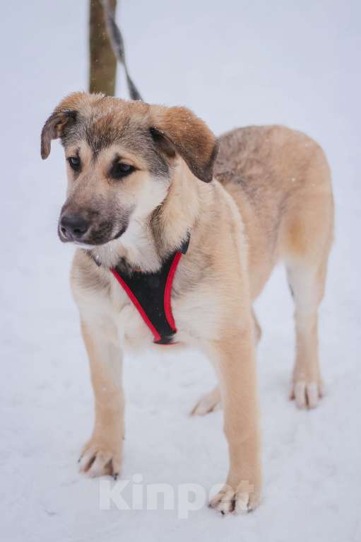 Собаки в Москве: Аргос Мальчик, Бесплатно - фото 3