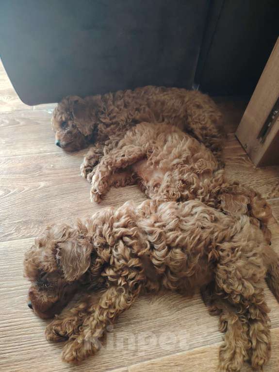 Собаки в Семилуках: Щенки той пуделя Разнополые, 55 000 руб. - фото 1