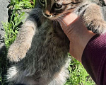 Кошки в Омске: Котята-девочки в добрые руки Девочка, 1 руб. - фото 2