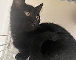 Кошки в Уфе: Котята в добрые руки Девочка, Бесплатно - фото 3
