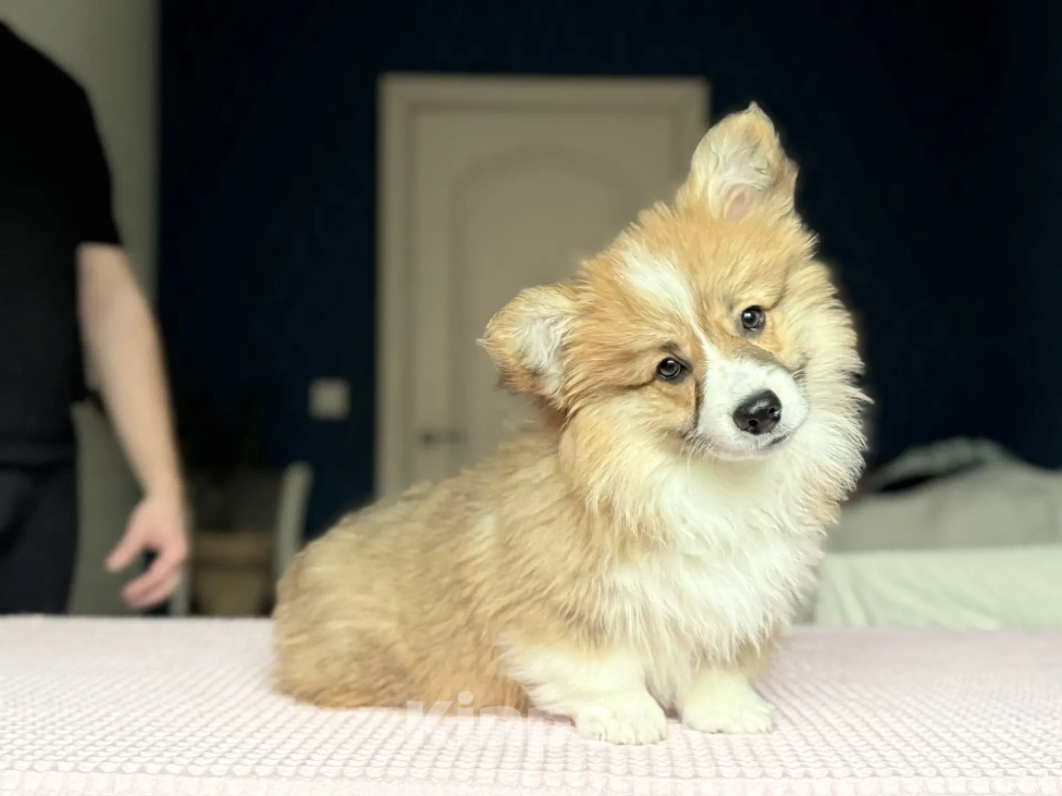 Собаки в Краснодаре: Вельш-Корги Пемброк Мальчик, 40 000 руб. - фото 1