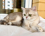 Кошки в Москве: Юная британская кошка Плюша в добрые руки Девочка, Бесплатно - фото 2