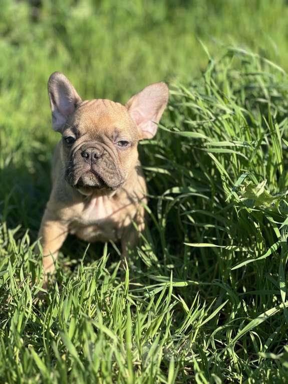 Собаки в Москве: Малыш шокофавн Мальчик, Бесплатно - фото 1