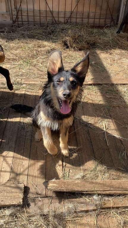 Собаки в Шатуре: Вишня и малинка  Девочка, Бесплатно - фото 2