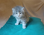 Кошки в Москве: Сибирские котята Мальчик, Бесплатно - фото 10