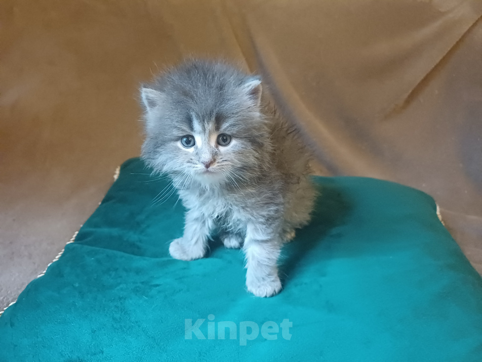 Кошки в Москве: Сибирские котята Мальчик, Бесплатно - фото 10
