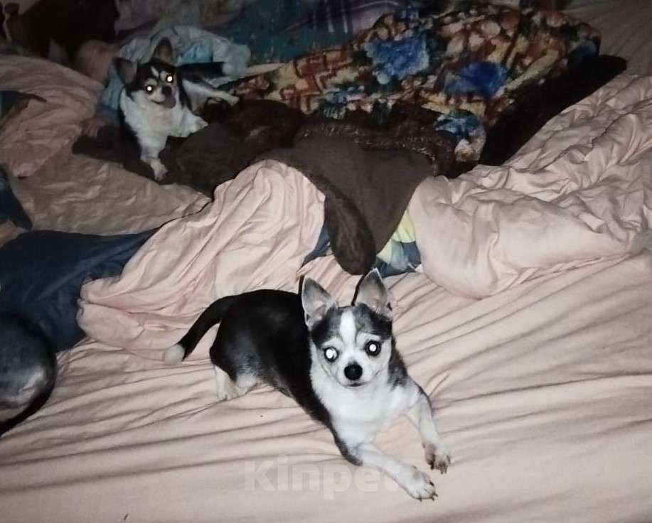 Собаки в других городах Московской области: Маленькие собачки ищут дом Мальчик, Бесплатно - фото 3