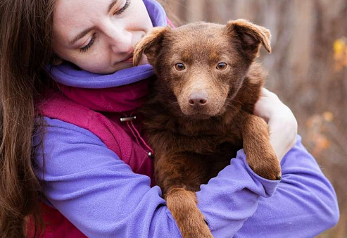 Маленькая собачка ищет дом