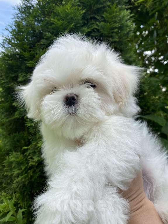 Собаки в Москве: Мальтезе мальчик мини  Мальчик, 100 руб. - фото 4