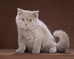 Кошки в Одинцово: Британская кошка Мальчик, Бесплатно - фото 1