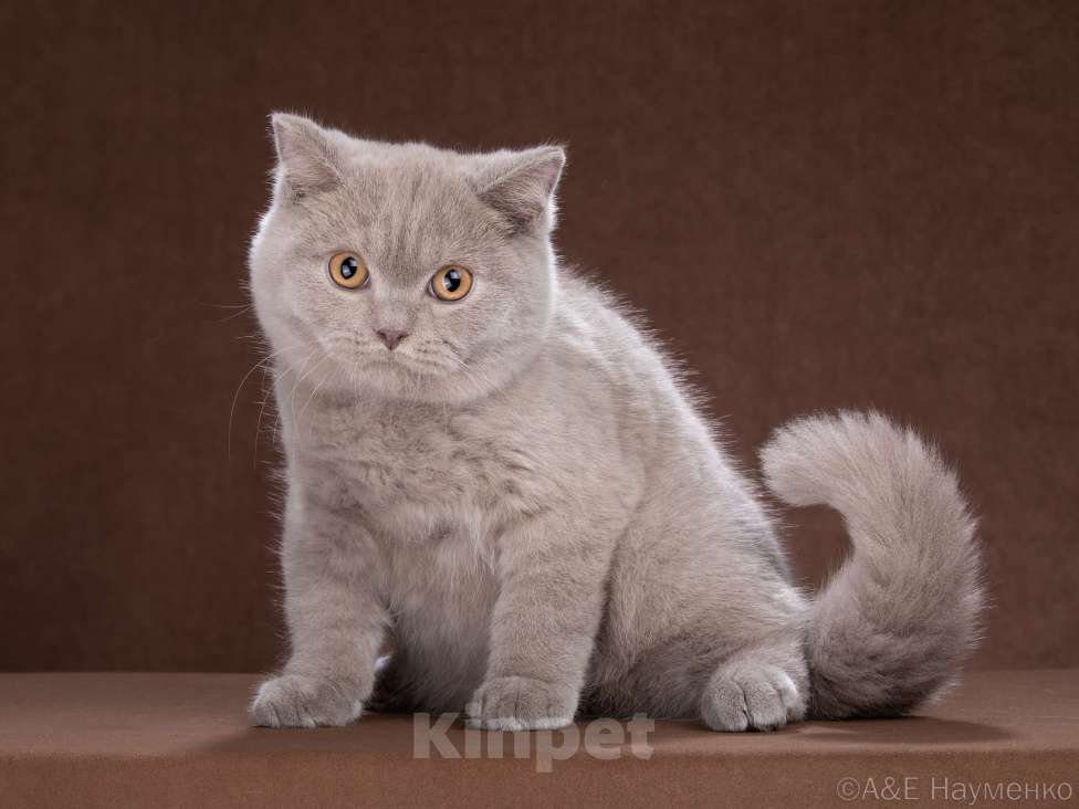 Кошки в Одинцово: Британская кошка Мальчик, Бесплатно - фото 1