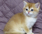 Кошки в Москве: шотландская  золотая шиншилла - мальчик Мальчик, Бесплатно - фото 4