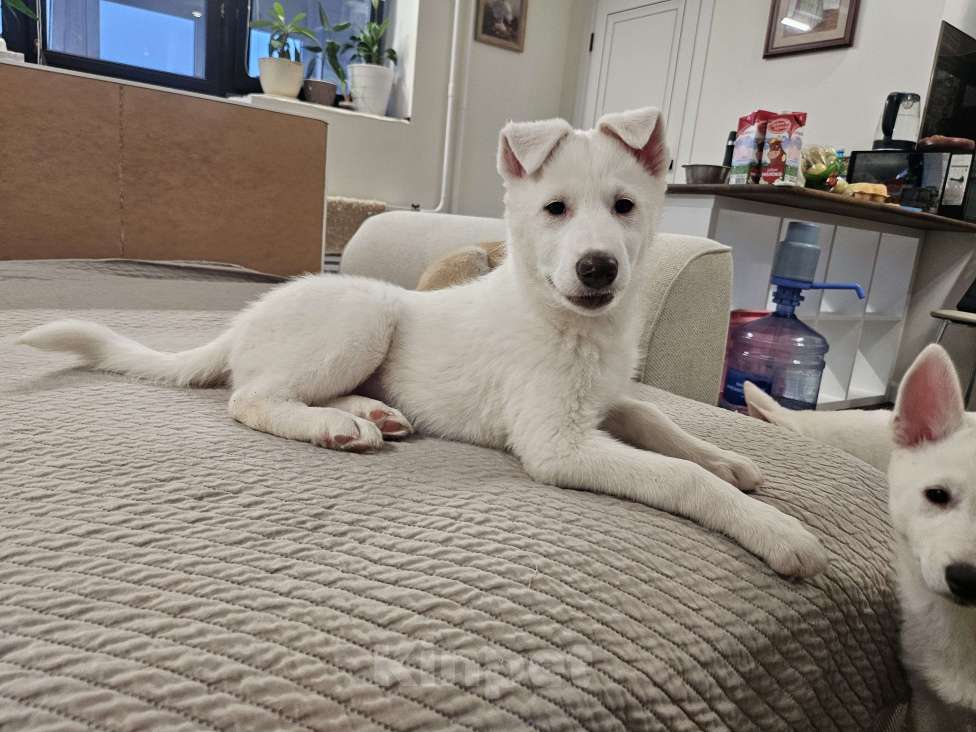 Собаки в Люберцах: Стоимость договорная Мальчик, 20 000 руб. - фото 4