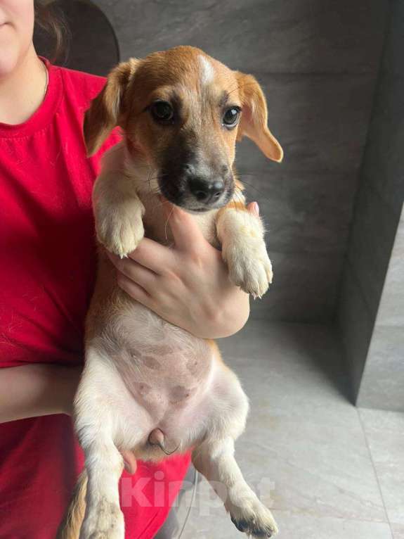Собаки в Москве: Щенок метис вельш корги и джек-рассел-терьера Девочка, 1 руб. - фото 1