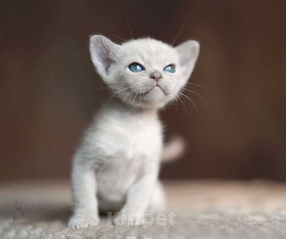 Кошки в Москве: Европейская Бурма лиловая Девочка Девочка, 100 000 руб. - фото 4