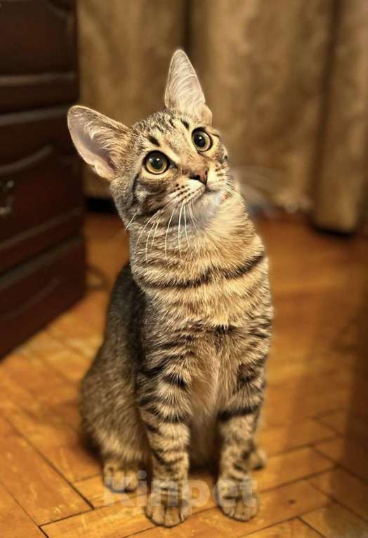 Кошки в Москве: Котенок в добрые руки Мальчик, Бесплатно - фото 3