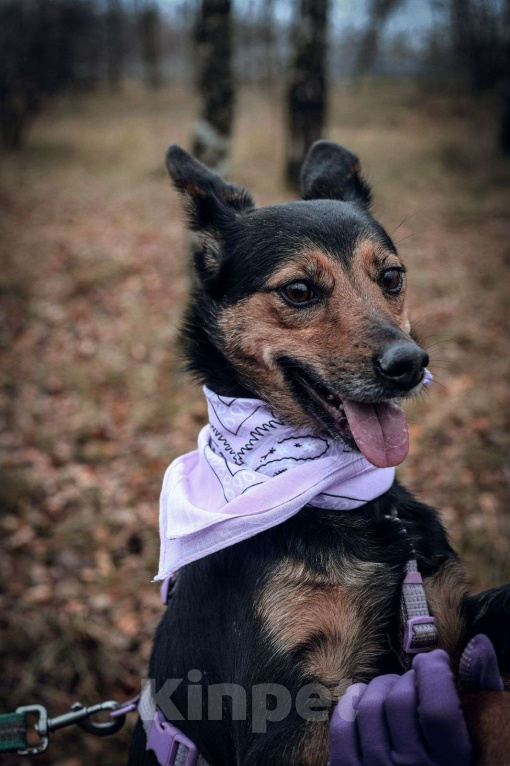 Собаки в Москве: Сигма  Девочка, Бесплатно - фото 1