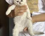 Кошки в других городах Тульской области: Котенок британская серебристая шиншилла Мальчик, 12 000 руб. - фото 1