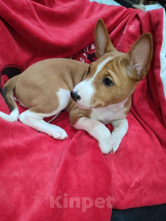 Собаки в Подольске: Басенджи девочки рыже-белые Девочка, 50 000 руб. - фото 2