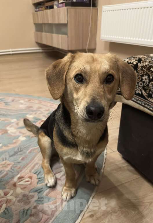 Собаки в других городах Московской области: В добрые руки найденыш Мальчик, Бесплатно - фото 1