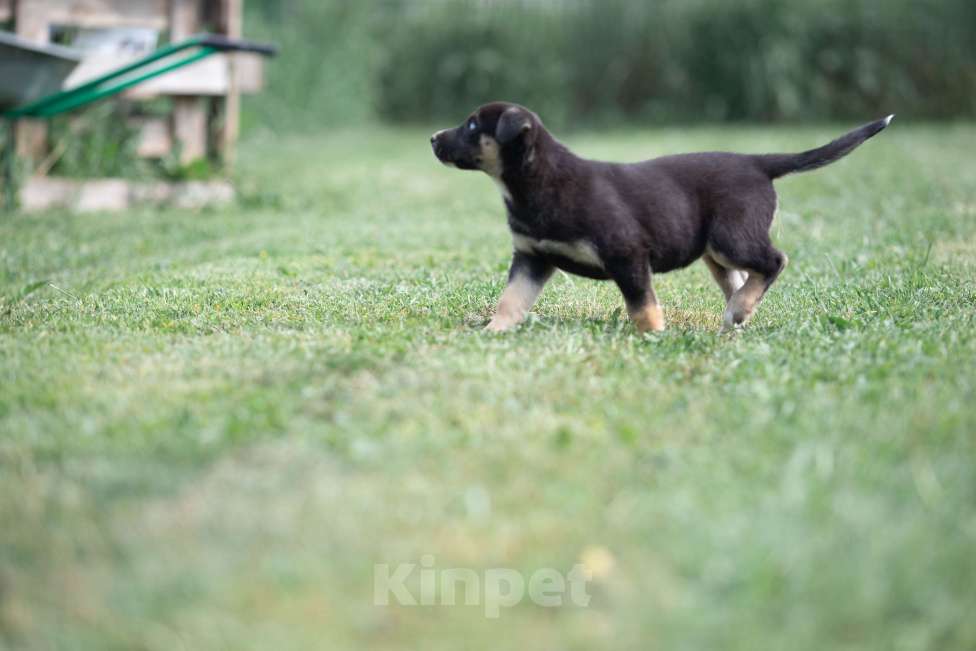 Собаки в Москве: Малу, маленький метис хаски Девочка, Бесплатно - фото 5