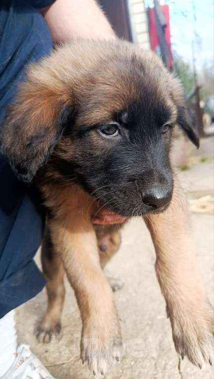 Собаки в Лобне: Отдам щенка Мальчик, Бесплатно - фото 5