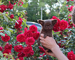 Собаки в Москве: Шоколадная девочка Девочка, 75 000 руб. - фото 7
