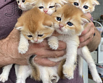 Кошки в Сочи: Шотландские вислоухие котята Разнополые, Бесплатно - фото 1