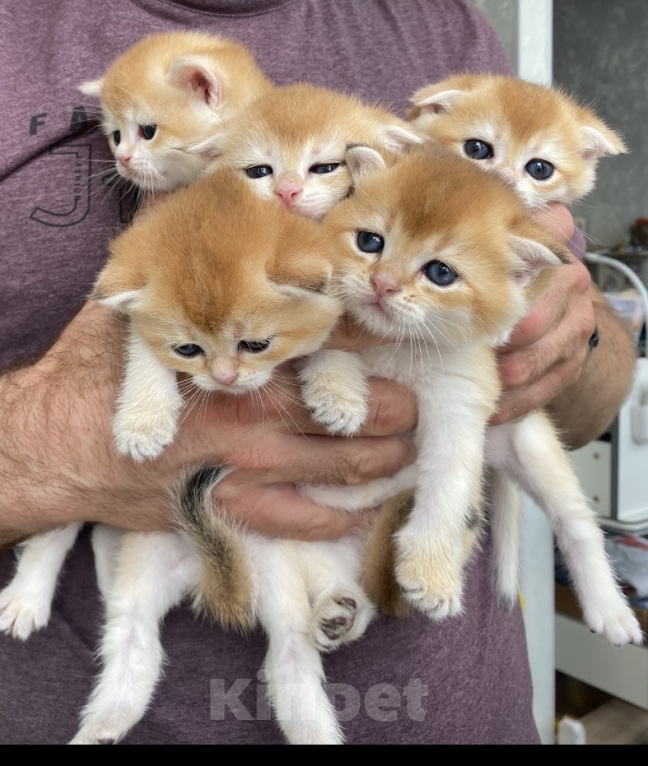 Кошки в Сочи: Шотландские вислоухие котята Разнополые, Бесплатно - фото 1