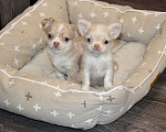 Собаки в Лобне: Крошка чихуахуа Мальчик, 55 000 руб. - фото 7