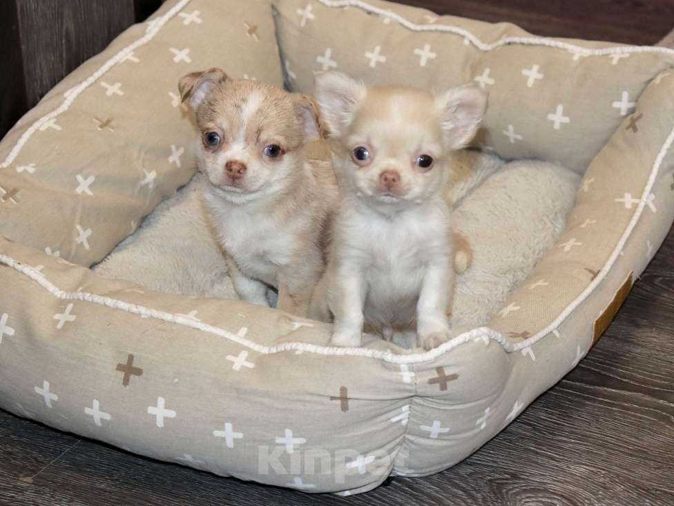 Собаки в Лобне: Крошка чихуахуа Мальчик, 55 000 руб. - фото 7