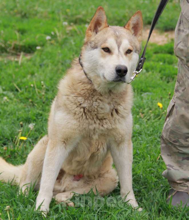 Собаки в Москве: Иртыш. Метис хаски Мальчик, 1 руб. - фото 4