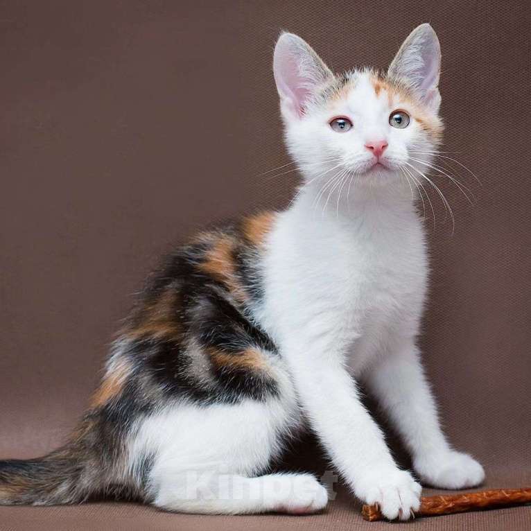 Кошки в Москве: Ласковый котёнок Фаина Девочка, Бесплатно - фото 3