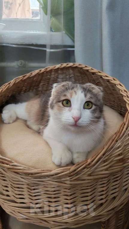 Кошки в Москве: Вислоушка Айза в добрые руки Девочка, Бесплатно - фото 1