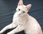 Кошки в Чебоксарах: Отдам котенка в добрые руки Мальчик, Бесплатно - фото 1
